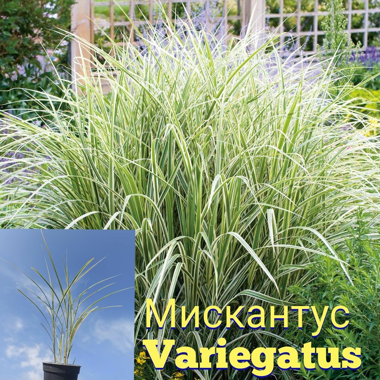 Мискантус variegatus