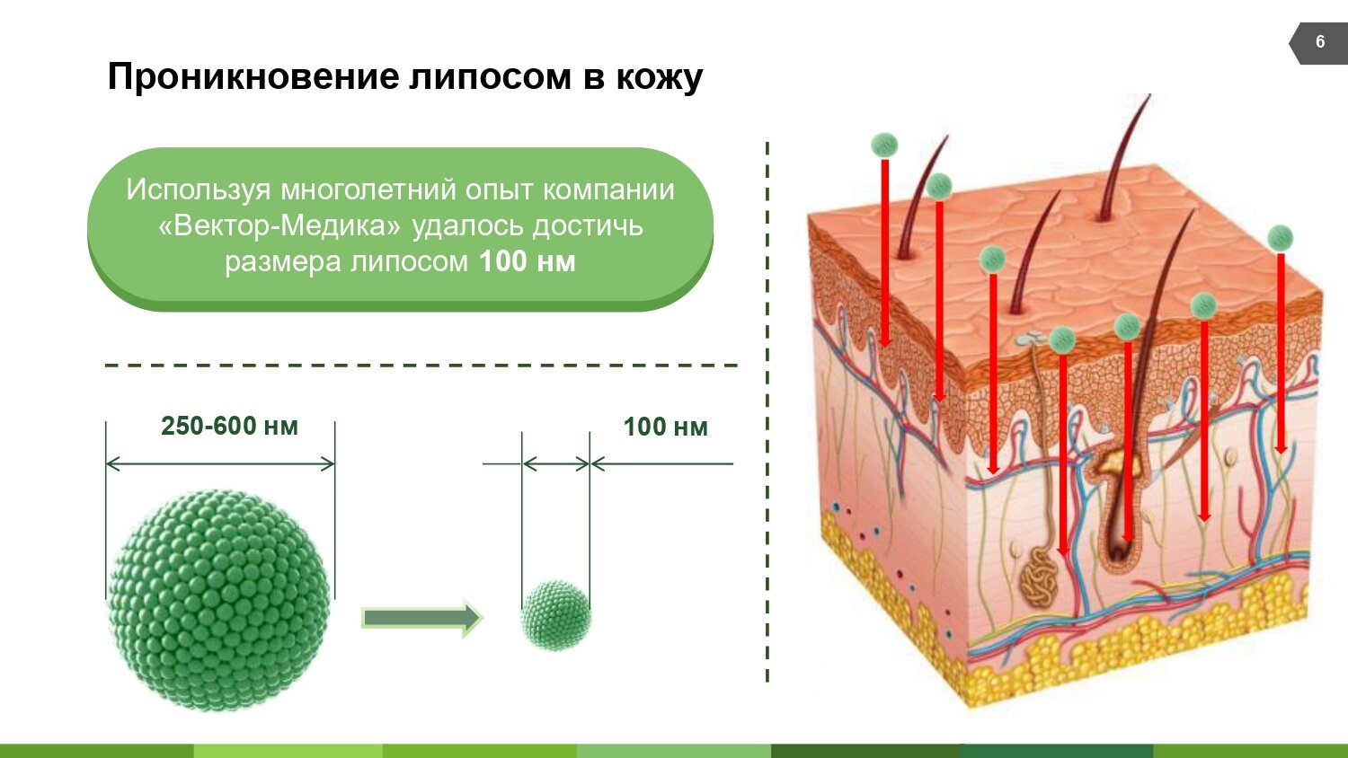 Ринфолтил липосомальная сыворотка против выпадения волос/препятствует развитию ранней седины 160мг 30шт АО Вектор-Медика - фото №6