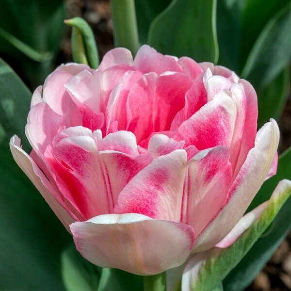 Тюльпан Махровый Фокстрот (Tulipa) - набор из 10 штук Луковицы/Разбор 10/12/Открытая (ОКС)