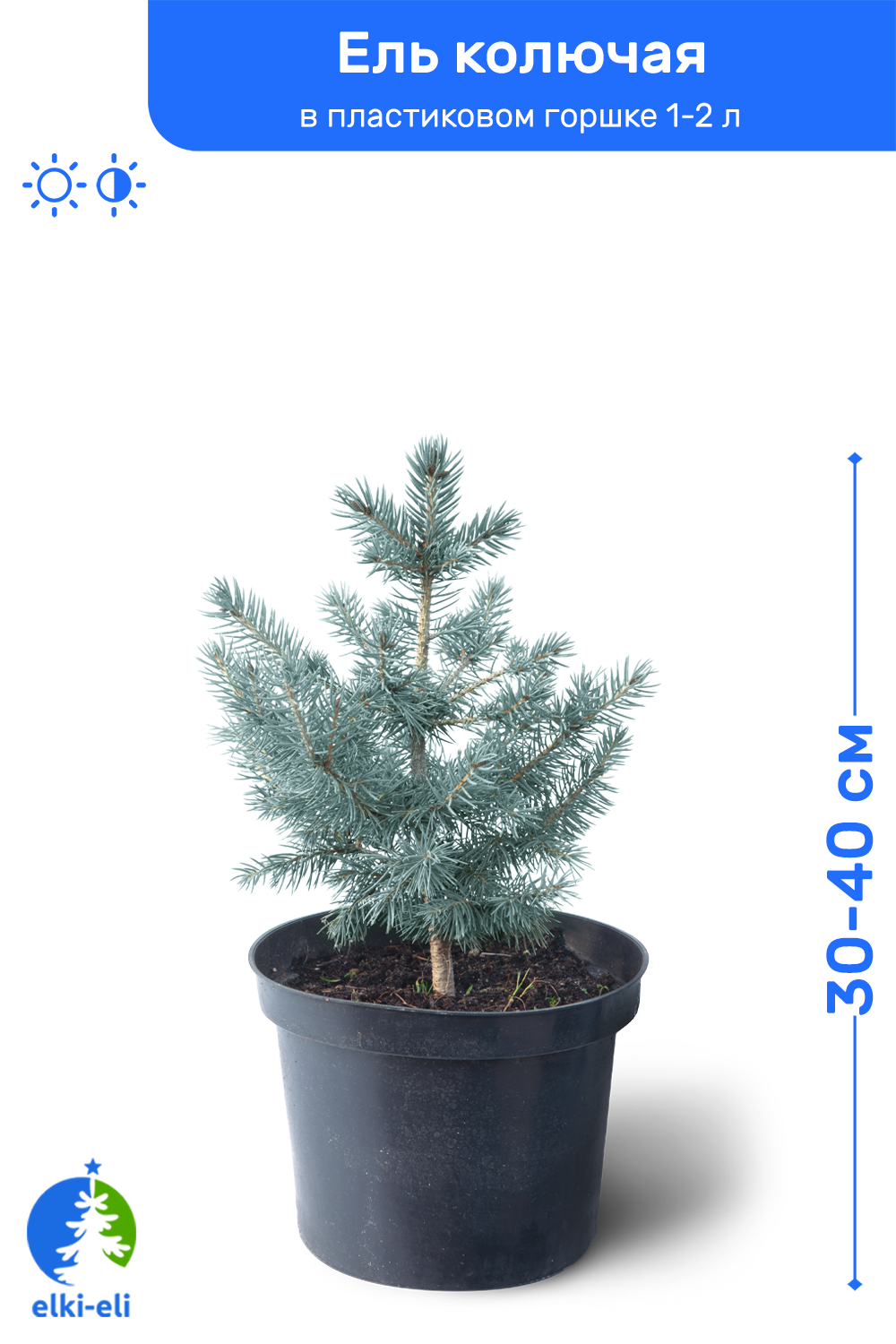 Ель колючая голубая 30-40 см в пластиковом горшке 1-2 л саженец хвойное живое растение