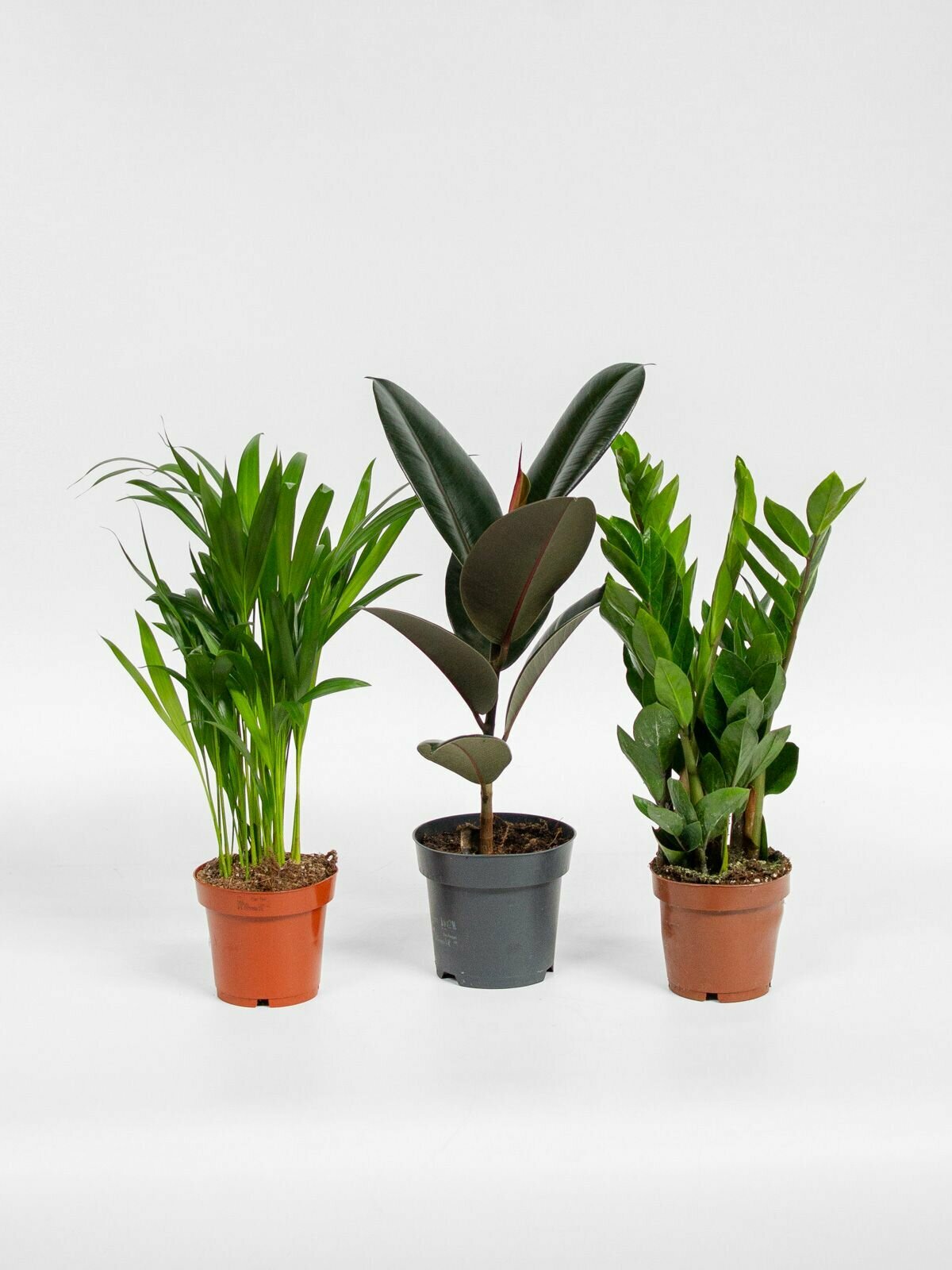 Комплект 3 комнатные растения: Замиокулькас Фикус эластика Хризалидокарпус в горшке 12 дм цветы для дома