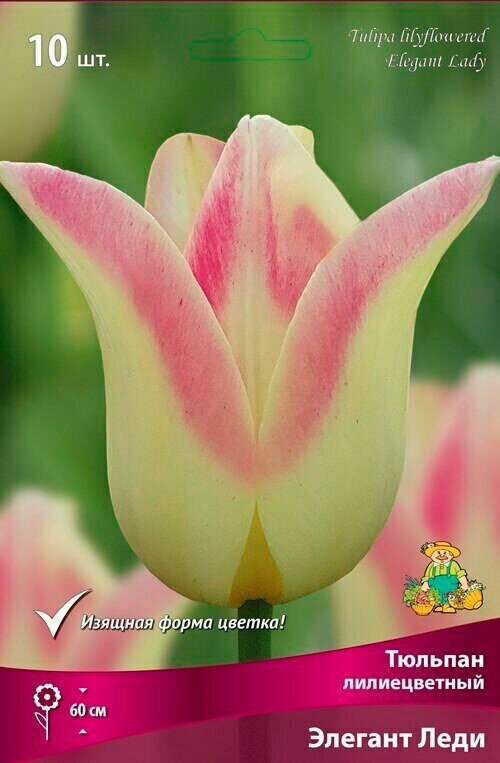 Тюльпан лилиецветный Элегант Леди (10шт)