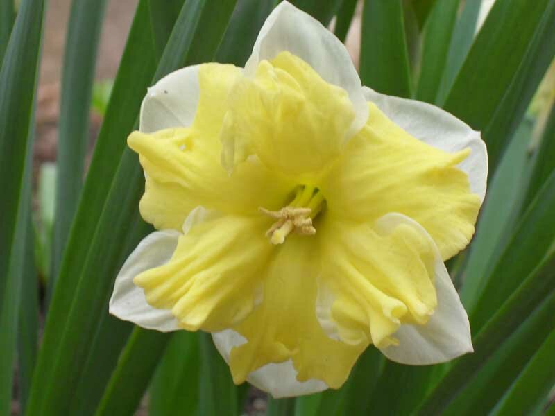 Нарцисс Обыкновенный Бельканто (Narcissus) - набор из 20 штук Луковицы/Разбор 12/14/Открытая (ОКС)