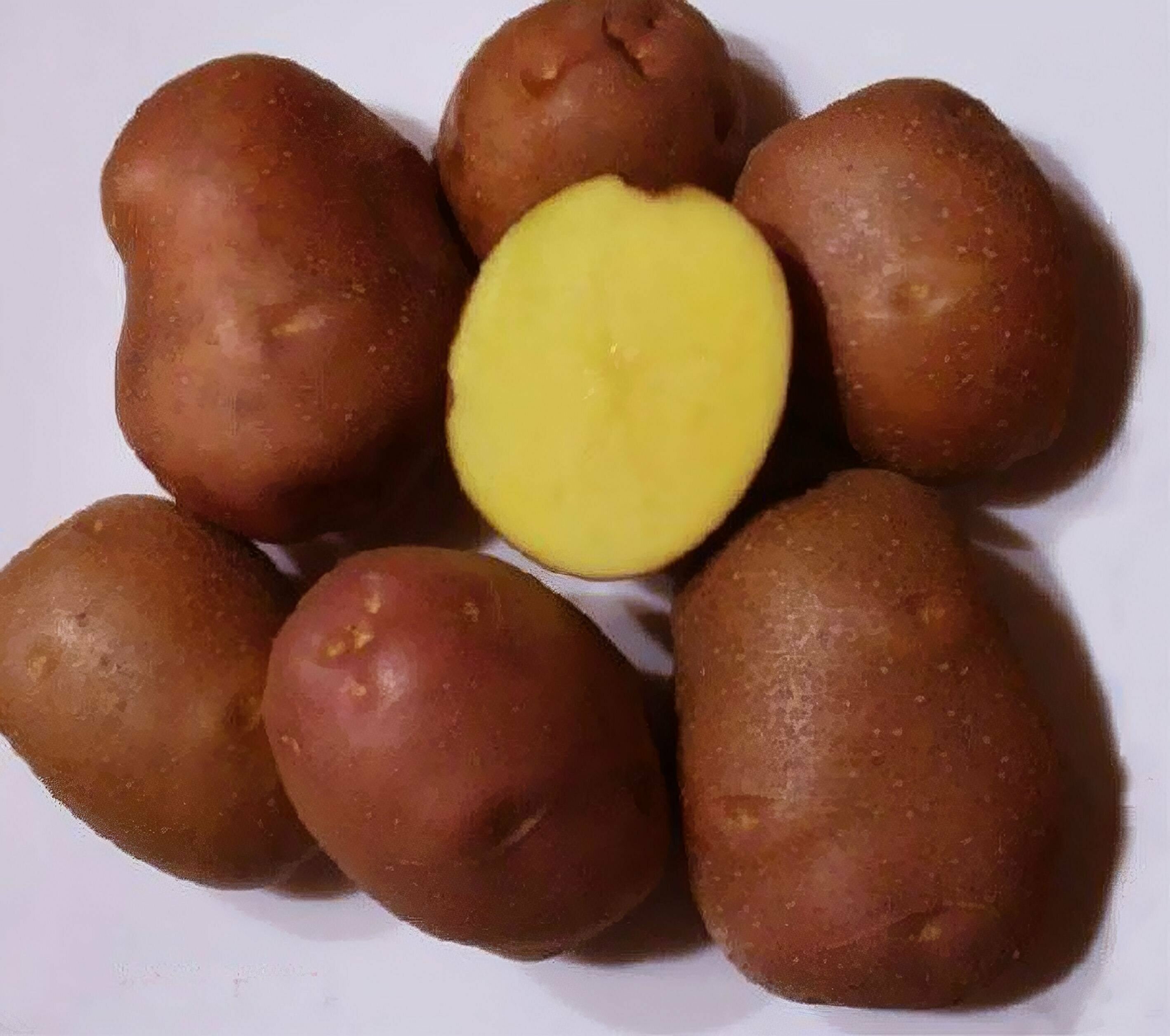 Клубни картофеля сорта " Беллароза" семенной, в сетке 2 кг, для посадки высочайшего качества, обладает устойчивостью к большинству болезней - фотография № 2