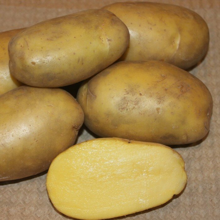 Семенной картофель "Гулливер" 2 кг Элита, р/р 28/55 - фотография № 2