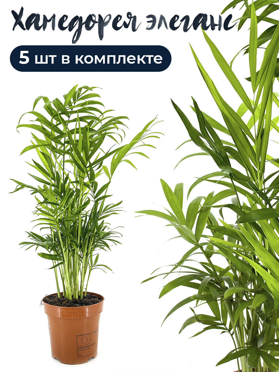Комплект 5 штук Хамедорея элеганс 9 дм высота 30-35 см комнатное растение