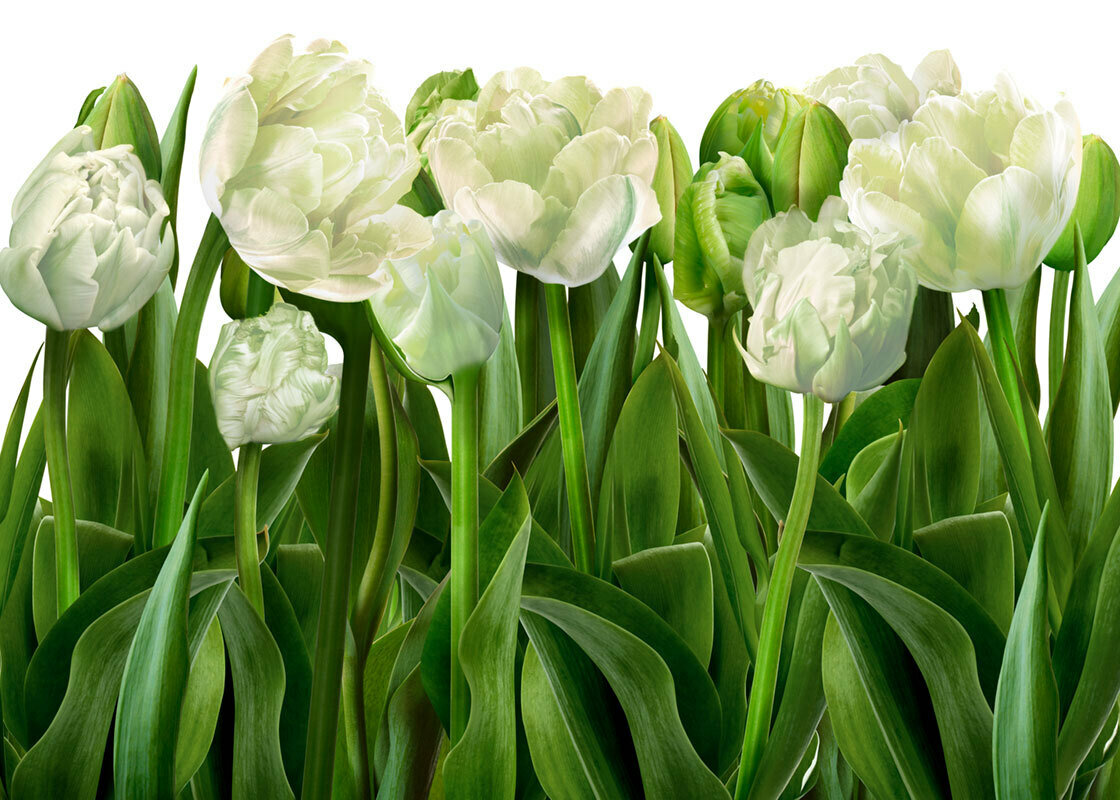 Моющиеся виниловые фотообои GrandPiK Белые тюльпаны 400х290 см
