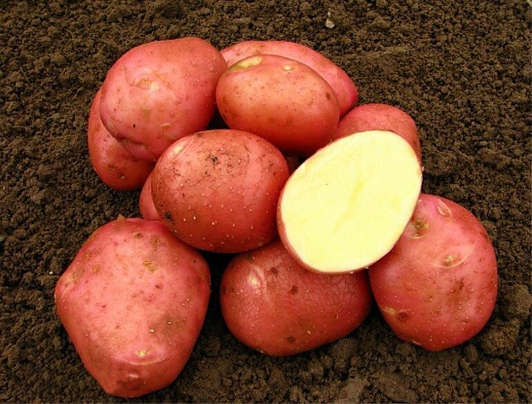 Картофель семенной селекционный сортовой Морозко клубни 1 кг - фотография № 2