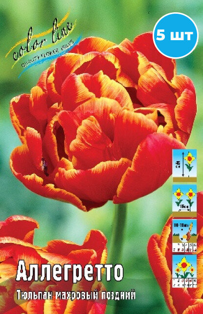 Луковицы тюльпана "Аллегретто" на посадку 5 шт - фотография № 1