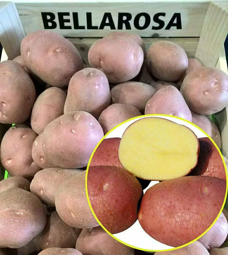 Клубни картофеля сорта " Беллароза" семенной, в сетке 2 кг, для посадки высочайшего качества, обладает устойчивостью к большинству болезней - фотография № 4