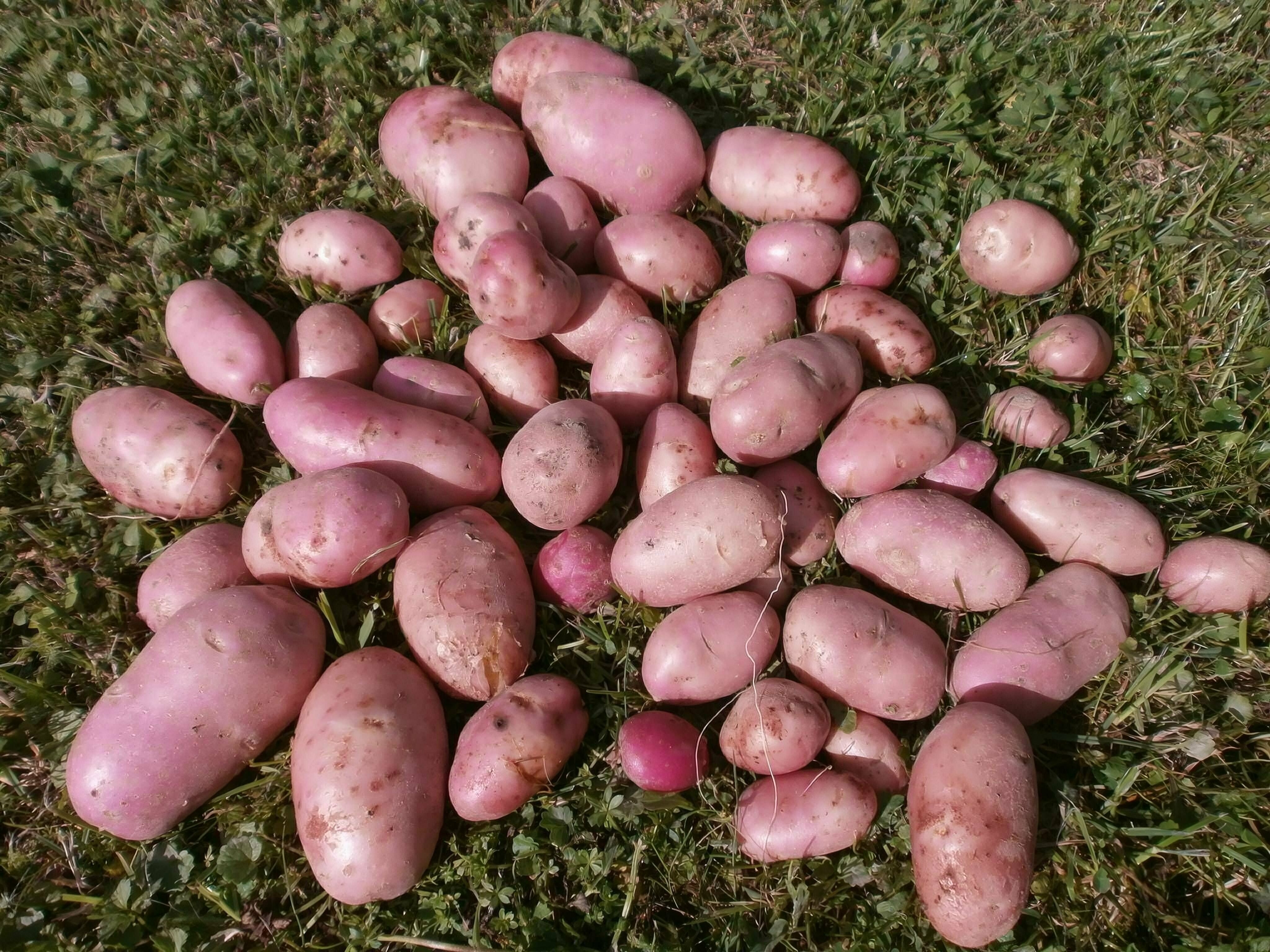 Клубни картофеля сорта " Беллароза" семенной, в сетке 2 кг, для посадки высочайшего качества, обладает устойчивостью к большинству болезней - фотография № 3