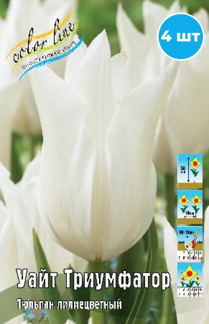 Луковицы тюльпана "Уайт Триумфатор" на посадку 4 шт - фотография № 1