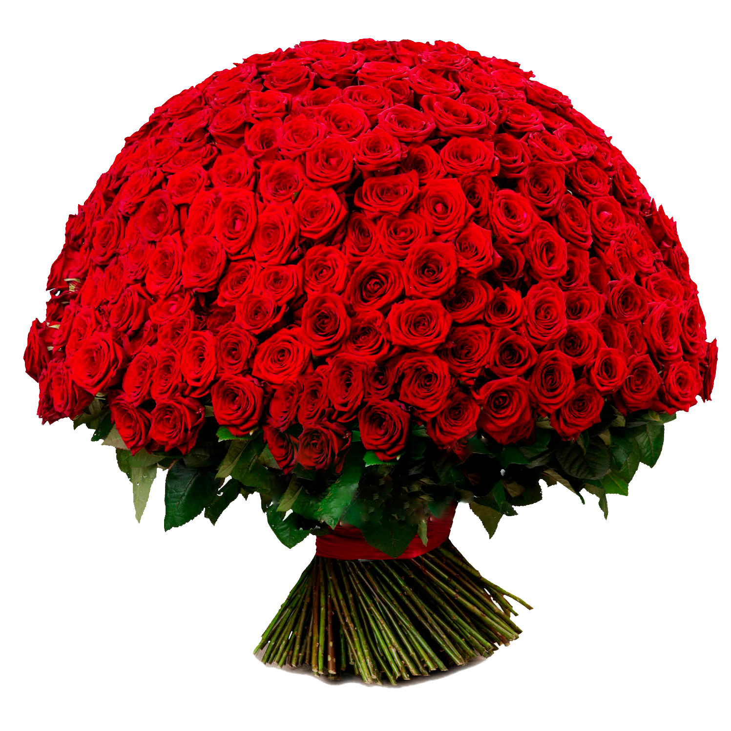 251 Красная Роза (60 см.)