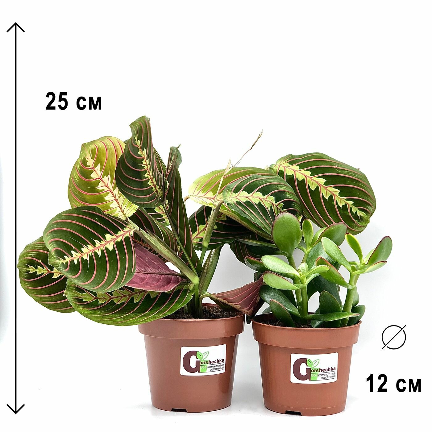 Набор 2 растения: Маранта Триколор Крассула Овата высота 20-30см