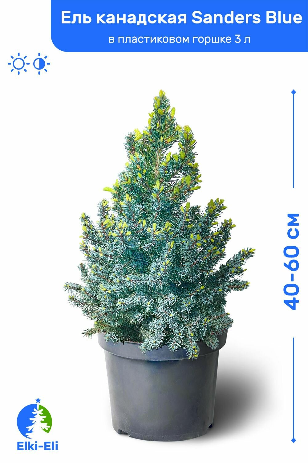 Ель канадская Sanders Blue (Сандерс Блю) 40-60 см в пластиковом горшке 3 л саженец хвойное живое растение