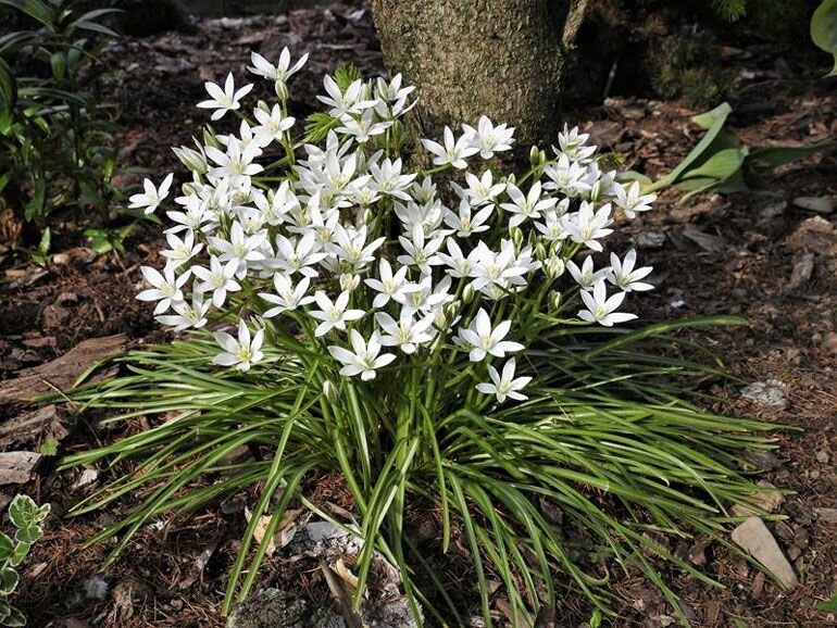 Птицемлечник (Ornithogalum) - луковичный многолетник I 15 луковиц в диаметре по 1,5-2,5 см. - фотография № 2