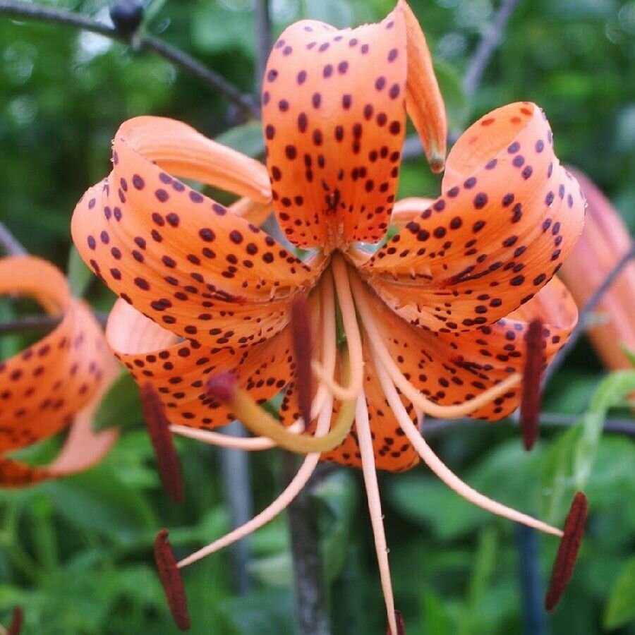 Луковица лилии сорт "Tigrinum Splendens" размер 18/20 - фотография № 1