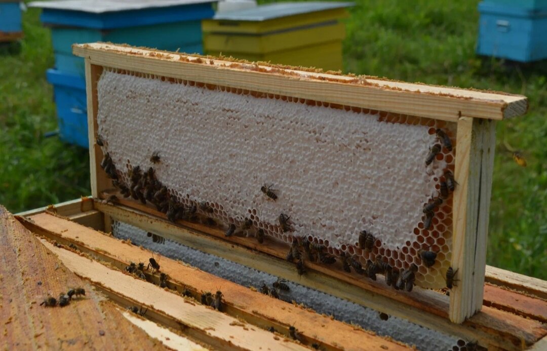 Забрус пчелиный / медовые срезы пчелиных сот. - фотография № 6