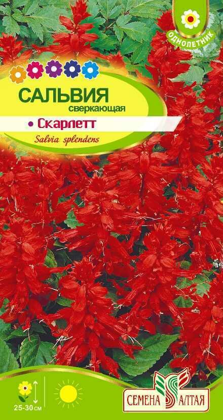 Набор. Сальвия Скарлетт сверкающая 01г (Семена Алтая). Набор из 3-х пакетиков. Для выращивания в домашних условиях: в горшке на балконе или подоконнике.