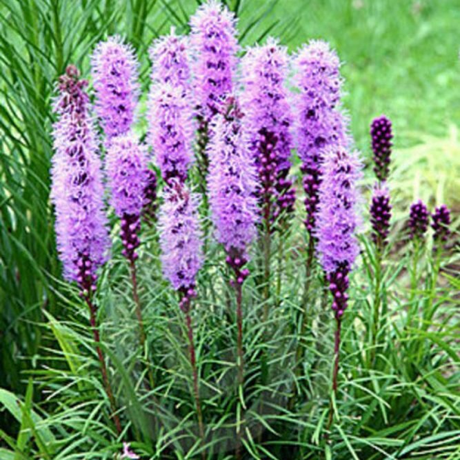 Лиатрис колосковый Violet Саженцы С1 (1 литр) ЗКС - Цветы многолетние