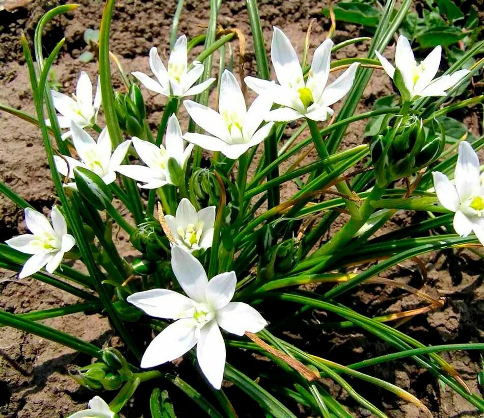 Птицемлечник (Ornithogalum) - луковичный многолетник I 25 луковиц в диаметре по 1-1,5 см. - фотография № 3