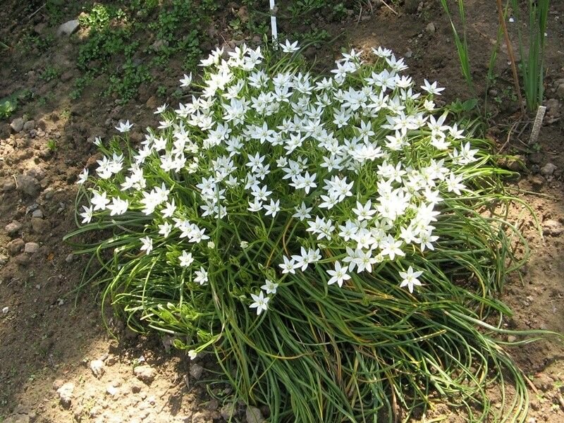 Птицемлечник (Ornithogalum) - луковичный многолетник I 25 луковиц в диаметре по 1-1,5 см. - фотография № 9