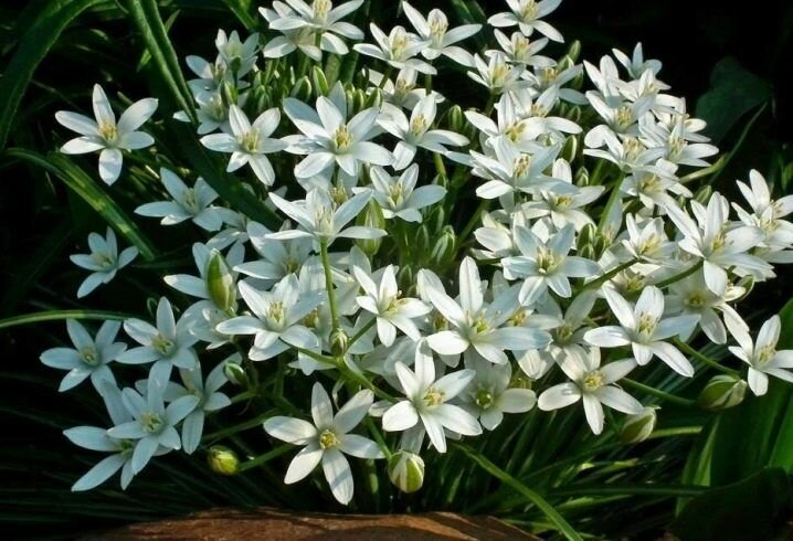 Птицемлечник (Ornithogalum) - луковичный многолетник I 25 луковиц в диаметре по 1-1,5 см. - фотография № 8