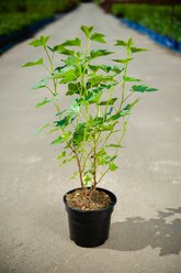 Растение Смородина черная Нара С3 30-50
