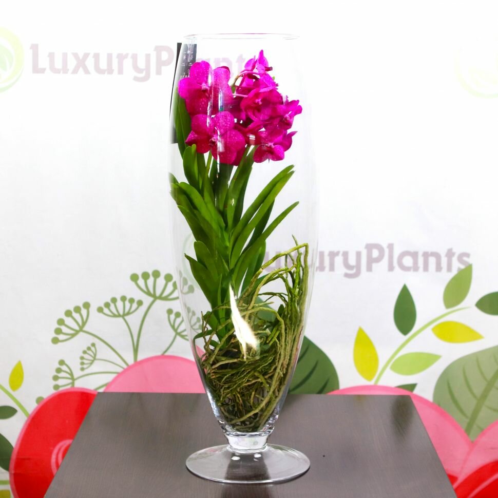 Орхидея Ванда в бокале Шампань Розовая