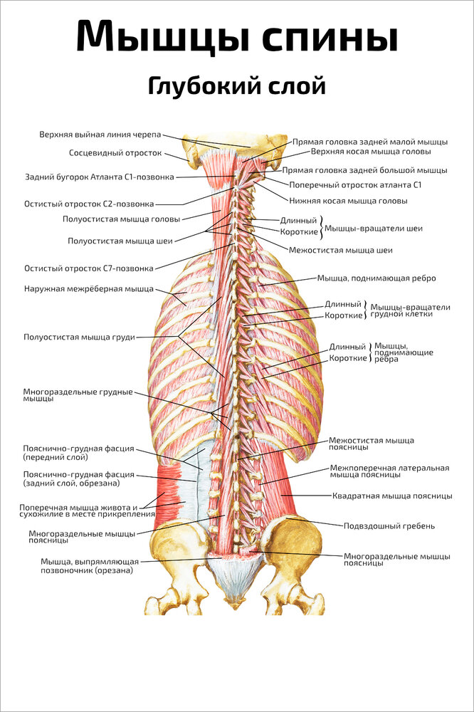 Плакат Квинг Мышцы спины, глубокий слой ламинированный 457×610 мм ≈ (А2)