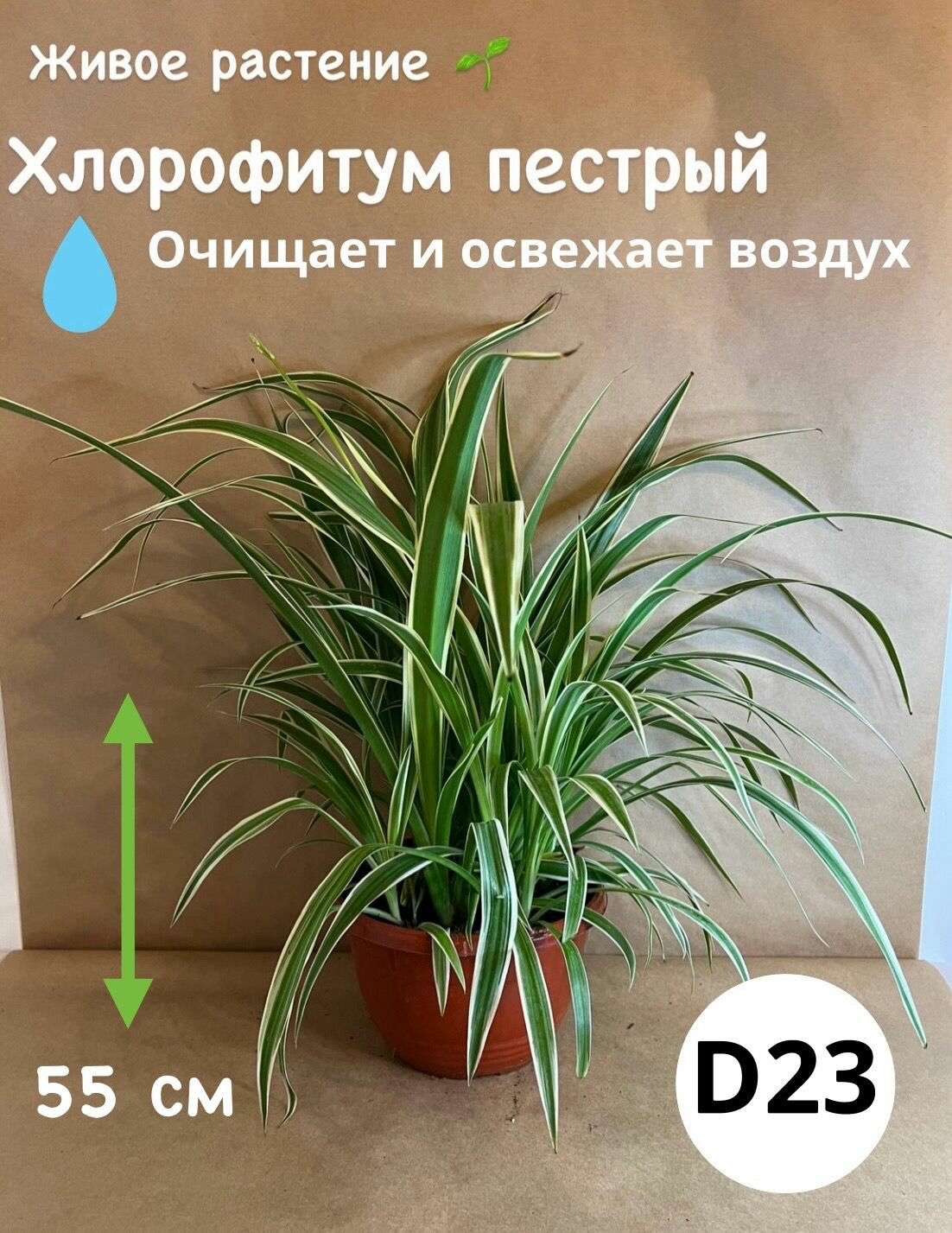 Хлорофитум живое растение D 23 см h 50 см
