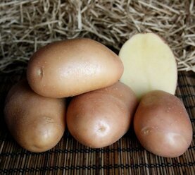 Картофель семенной Ажур ( 2 кг в сетке 28-55 мм, элита )
