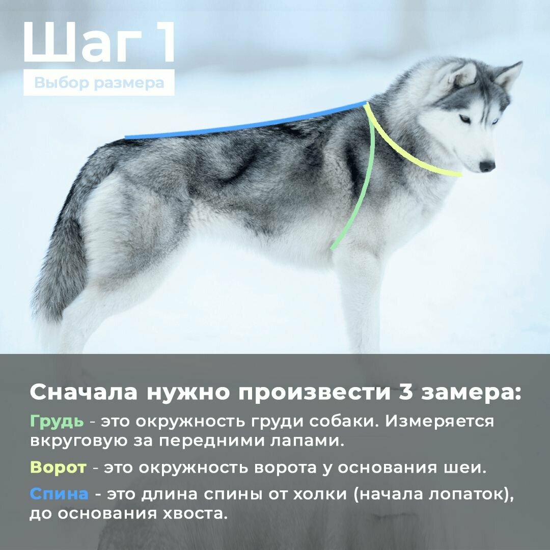 Комбинезон зимний для собаки White Wolf вырез на девочку лимонно-черный (расширенный ворот) - фотография № 6