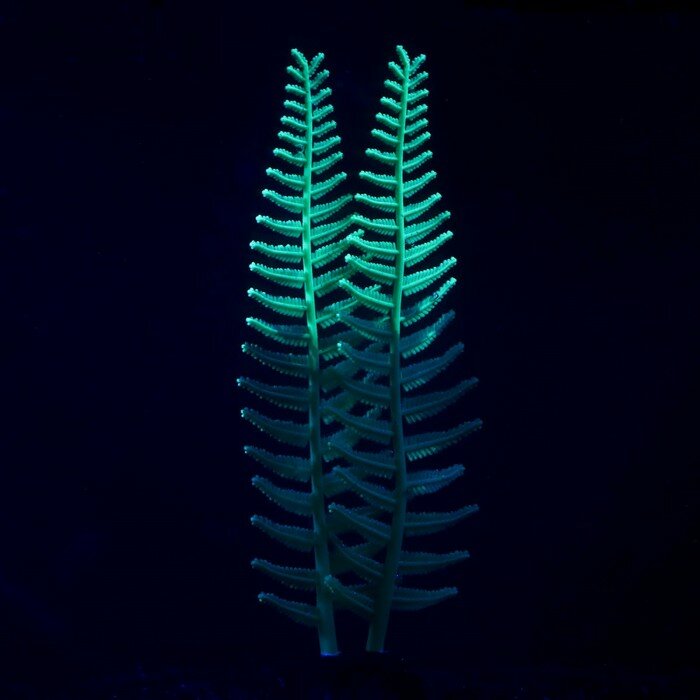 Растение силиконовое аквариумное, светящееся в темноте, 8 х 23 см, зелёное - фотография № 2