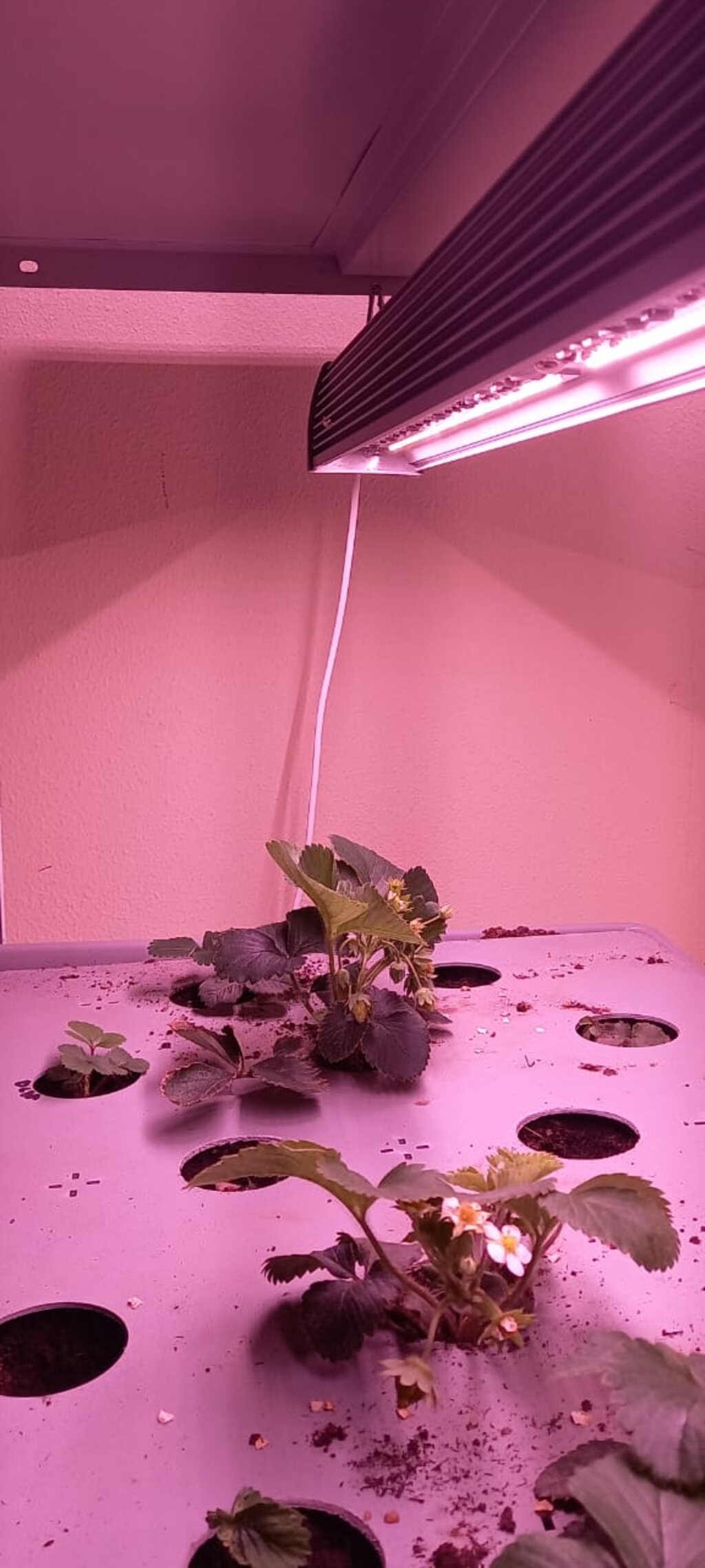Линейный фитосветильник для растений, Quantum Board полного спектра(светло-розовый) 1м(200 Вт) - фотография № 9