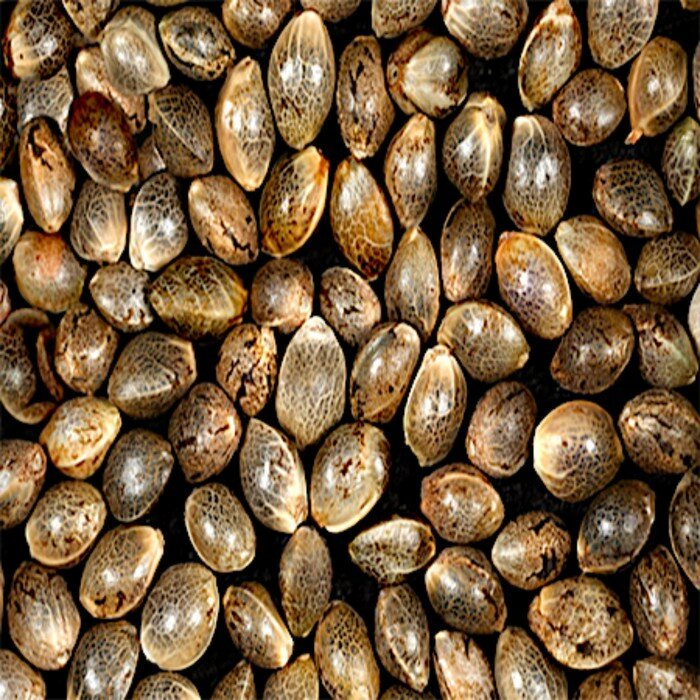 Семена конопли банка, вес 100 г - фотография № 2