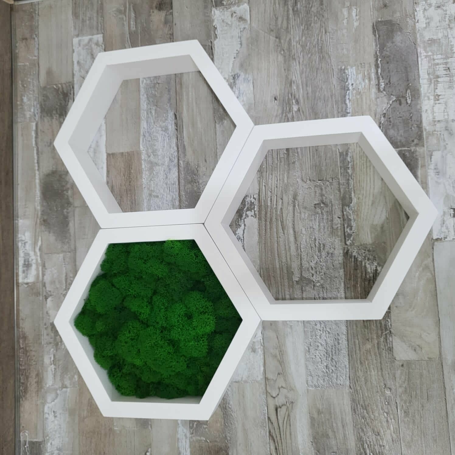 фото Полка со стабилизированным мхом