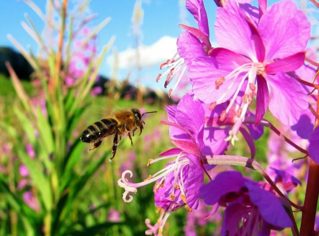 Забрус пчелиный / медовые срезы пчелиных сот. - фотография № 9
