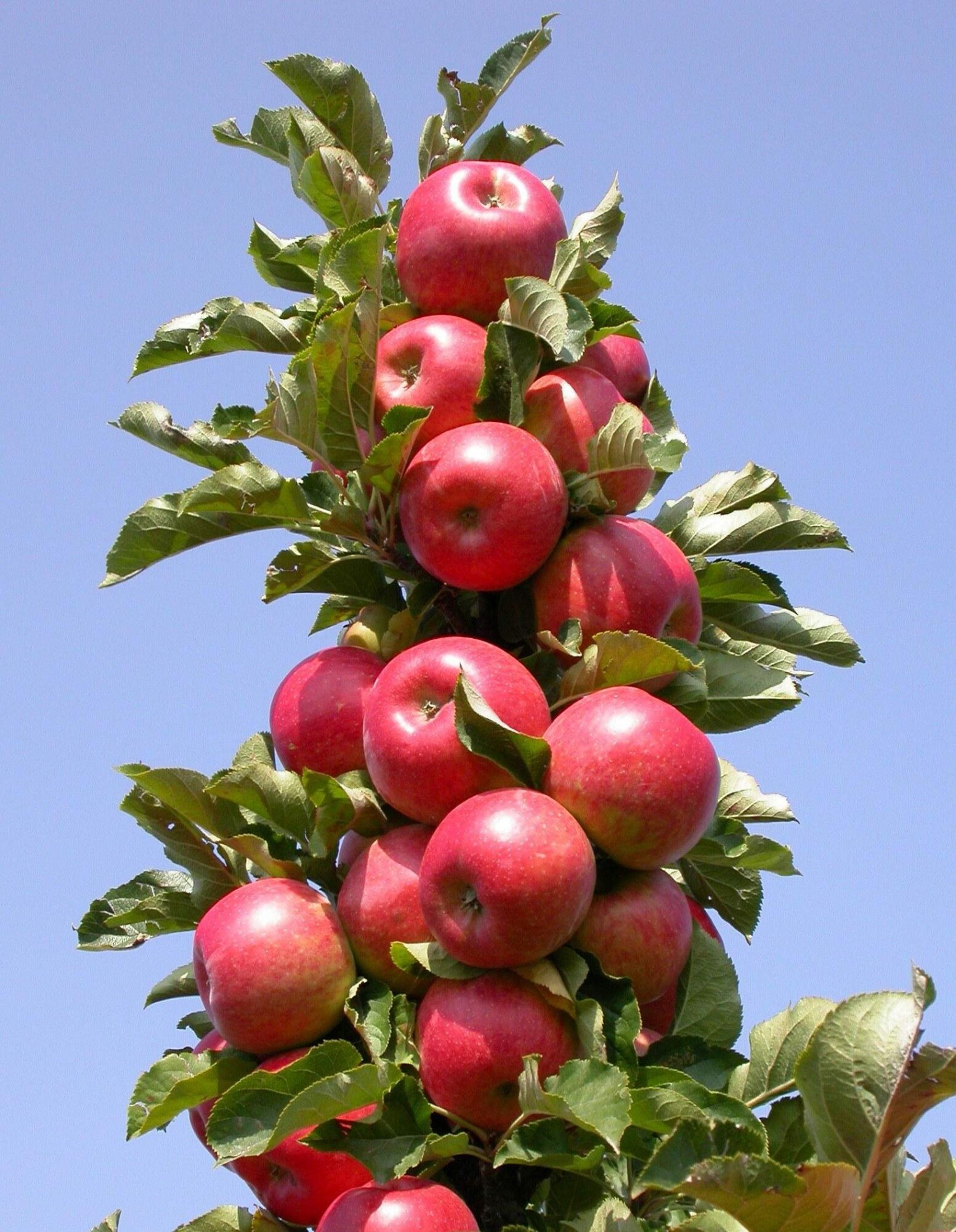 Саженцы яблони колоновидной на подвое Е-56 Есения