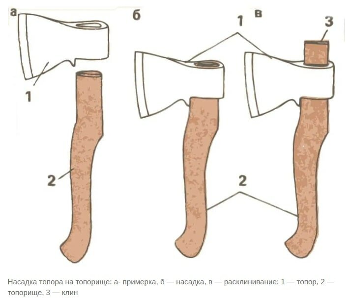 Топорище большое - фотография № 2