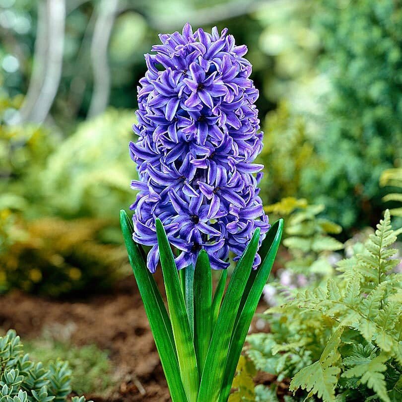 Гиацинт Блю Джекет (2 луковицы). Holland Bulbs (Голландия).