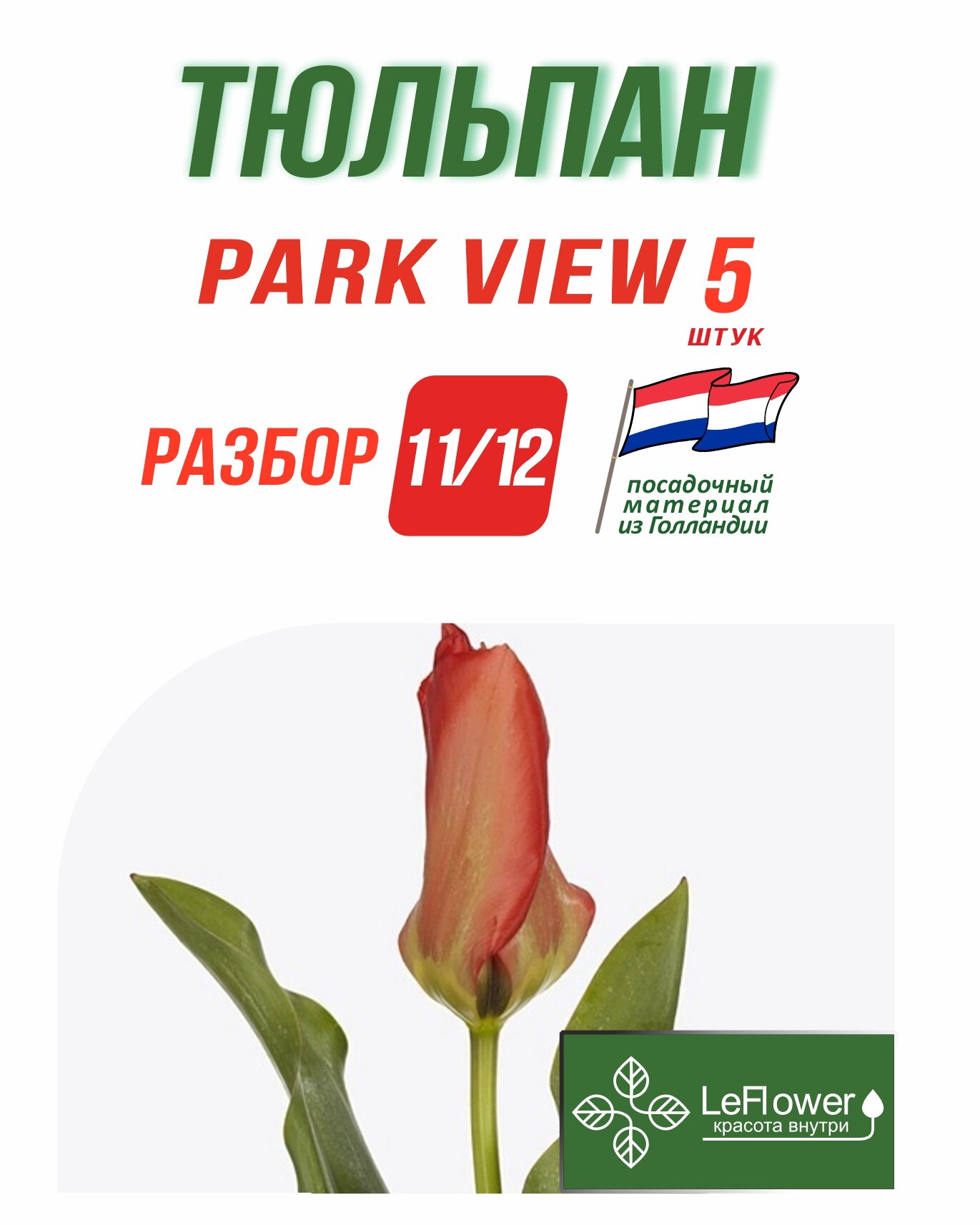 Тюльпан ЛуковицаPark View 5 разбор 11/12 (LeFlower)