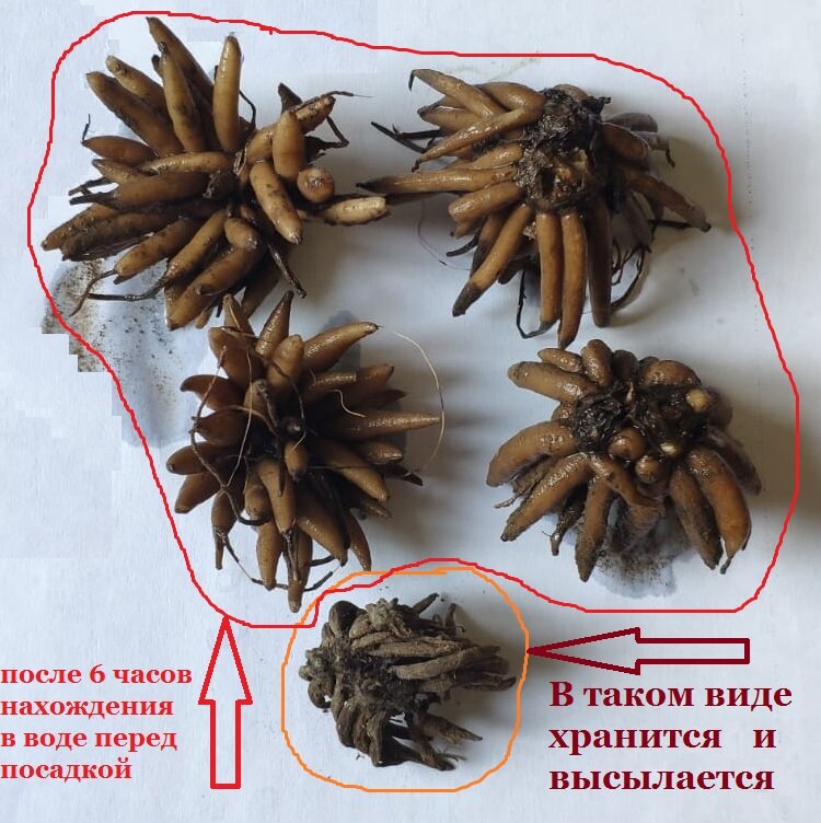 Луковица Ранункулюс (Лютик) Оранжевый 5шт. - фотография № 2