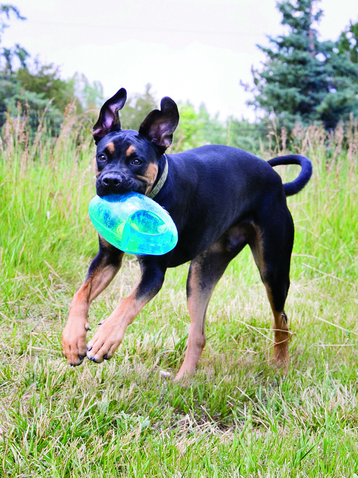 Игрушка KONG для собак средних и крупных пород, Джумблер Регби 18 см, синтетическая резина, цвета в ассортименте - фотография № 10