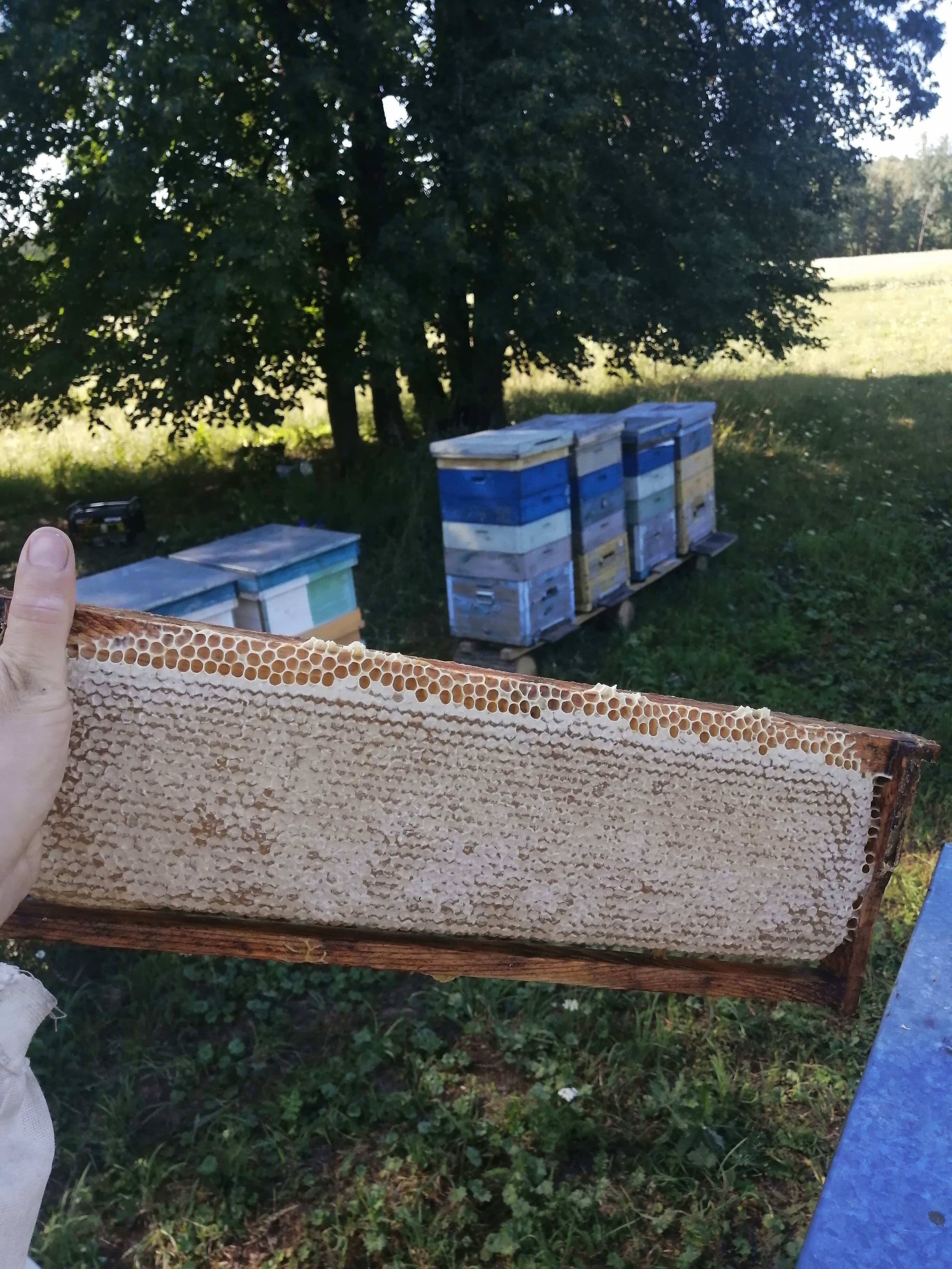 Мёд Сотовый Гречишный , Башкирский натуральный мед в сотах, рамка - фотография № 3