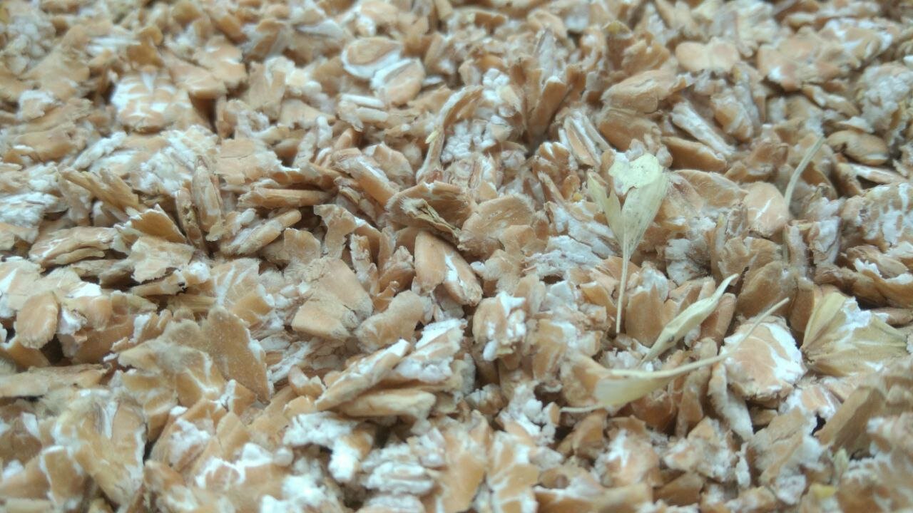 Пшеница микронизированная плющеная 3кг - фотография № 4