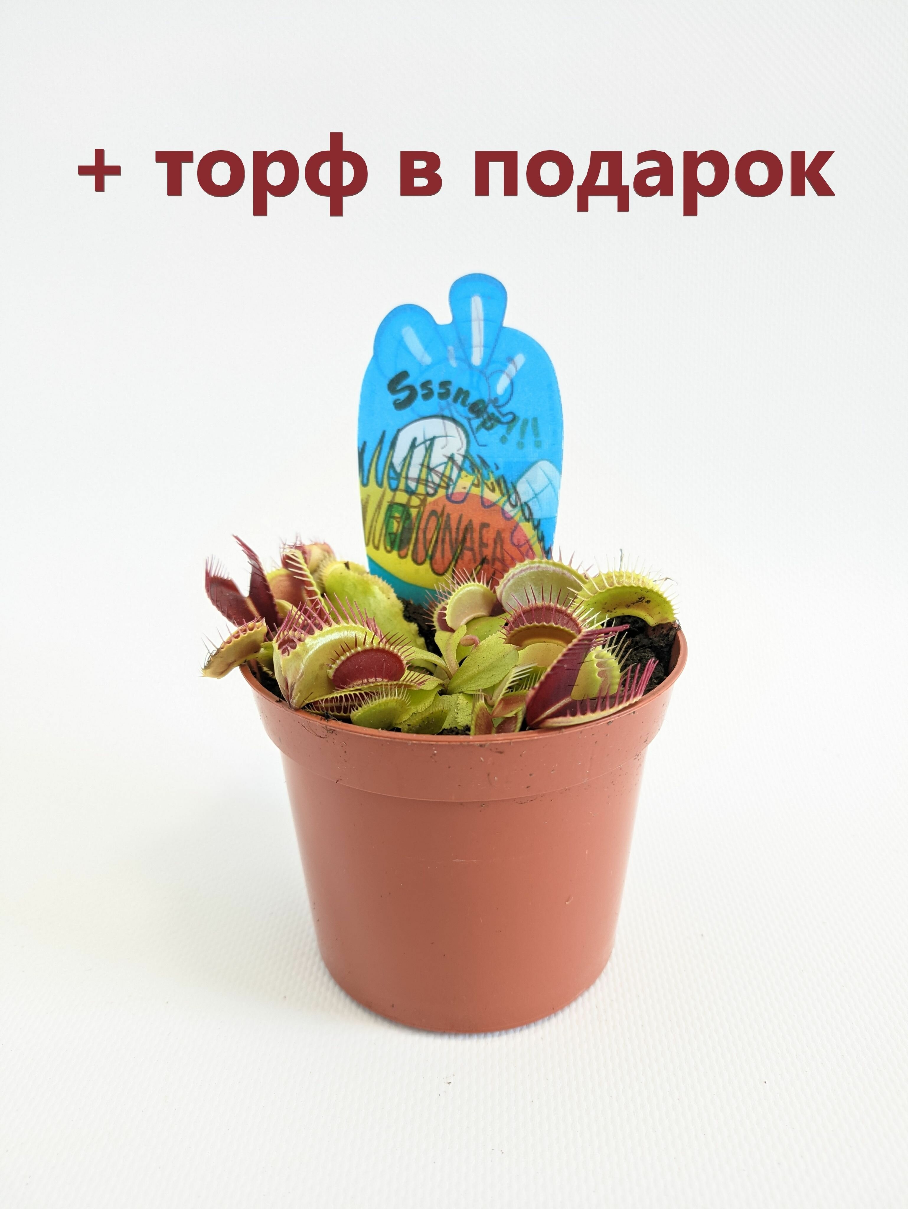 Дионея Мусципула (Венерина мухоловка) Хищное растение d9см/h10см + торф