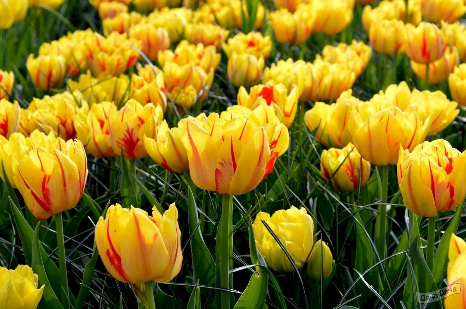 Луковицы тюльпана "Монселла" на посадку 5 шт - фотография № 2