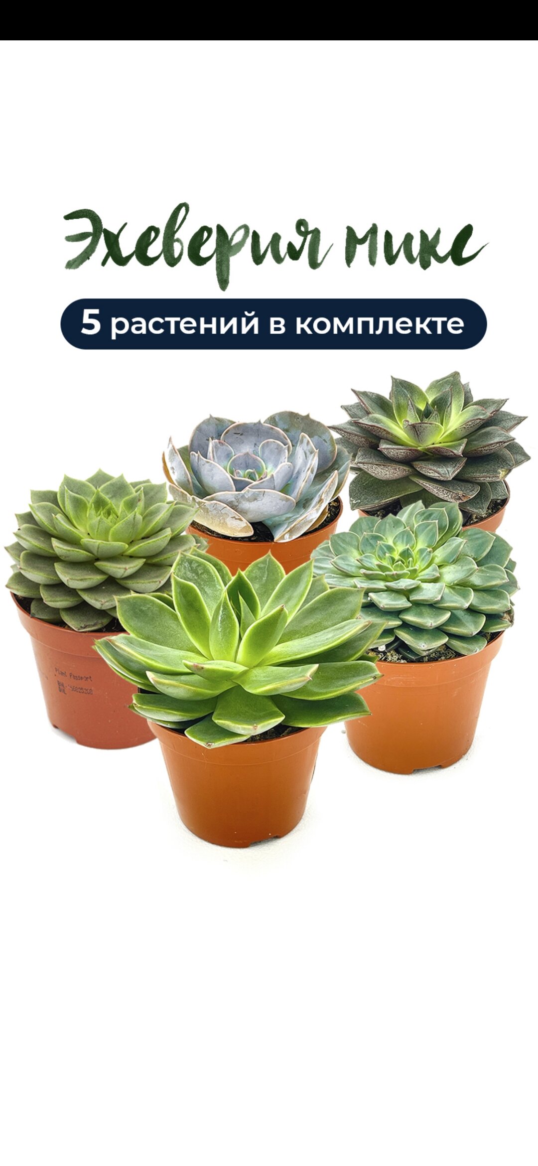 Суккуленты кактусы