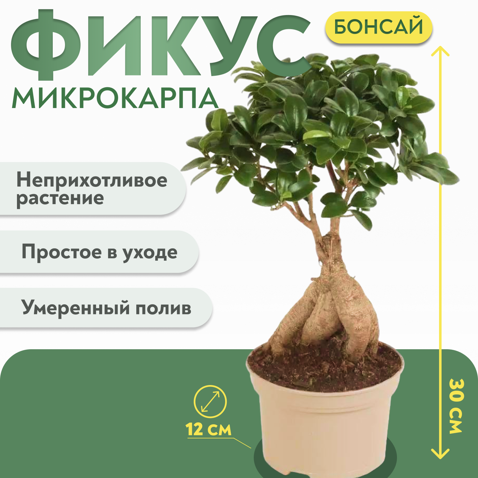 Фикус Микрокарпа Бонсай (30см)